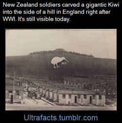 ultrafacts:The Bulford Kiwi is an immense