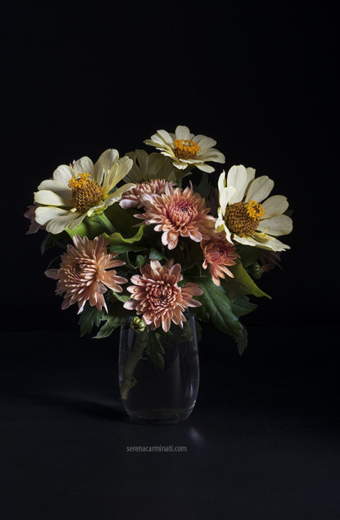 Zinnias and Chrysanthemums….