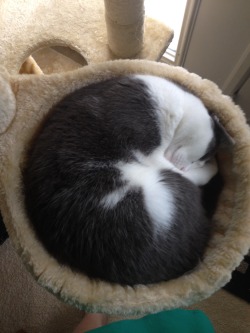 foodffs:  No costume for me but my cat is doing her best impression of a ball.  :)
