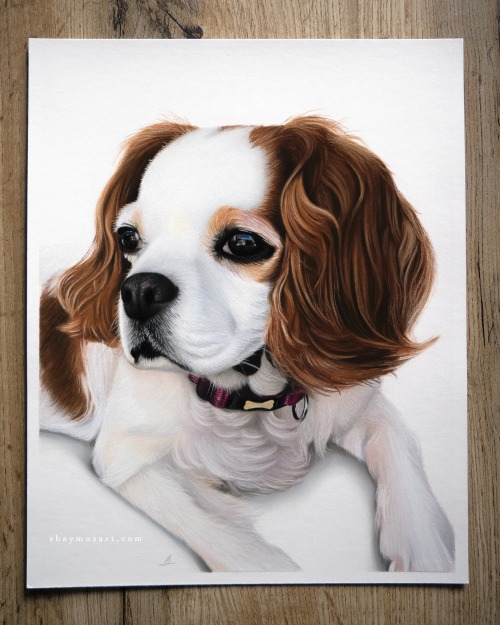 shaymusart: New pet portrait complete! This time of Jess who is sadly no longer with us. This was a 