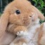 forestbunny