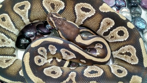 cloudiiedays: Like always there was an amazing assortment of ball python morphs.