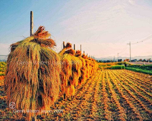 Rice Harvest Japan. (Hirosaki Japan)