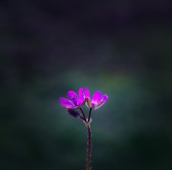 vardna:  Little wild flower #2 Konica Minolta Dynax 5D Lens: INDUSTAR-61L/Z 2.8/50© 2014 Irina Shavyrina