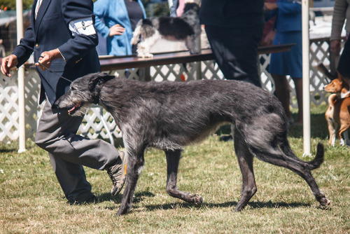 mostlyvoidpartiallydogs: Borzoi, Saluki, Scottish Deerhound, Irish Wolfhound, and BasenjiHound group