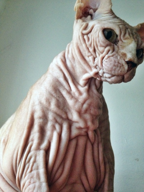 mrscreepshow:  mrscreepshow:  The wrinkle king welcomes me home  Whoah, jobie, told you the Internet loves you. 