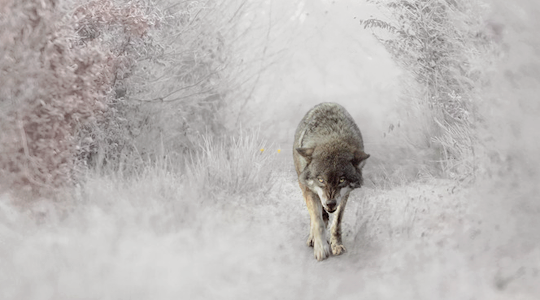 Holy lightBurn the nightKeep the spirits strongWatch it grow, child of wolfKeep holdin’