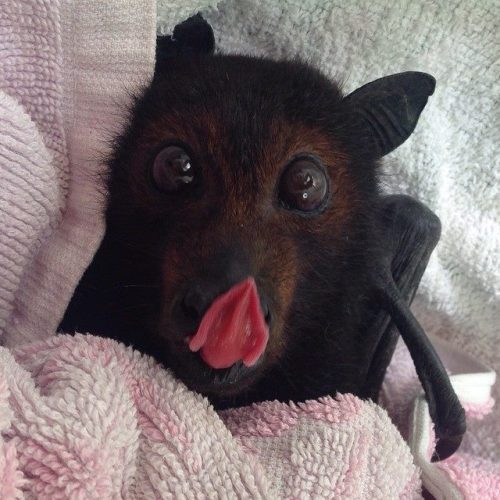 battime:  catsbeaversandducks:  It’s Baturday! Photos by ©Baby Bats and Buddies of Bats QLD and ©Tolga Bat Hospital  Like I could just skip a post with baby fruit bats ! 