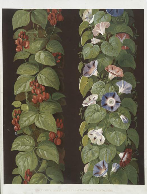 Ludwig Grüner, French bean, convolvolus, hawthorne flower and fruit from nature arranged for an orna