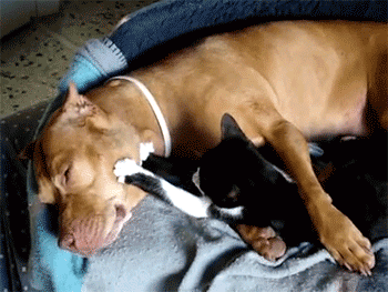 A Dog & His Best Friend
