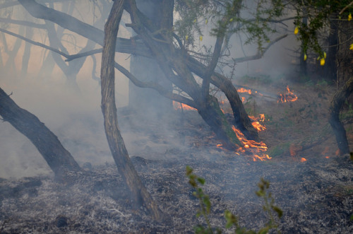 Fire at Rendlesham Forest by little_auk on Flickr.