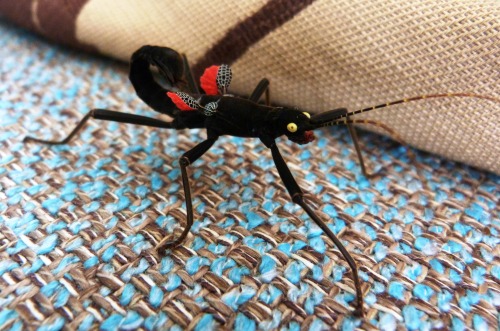 byronofrochdale: chestnutred: My first fully grown black beauty stick insect! unreal