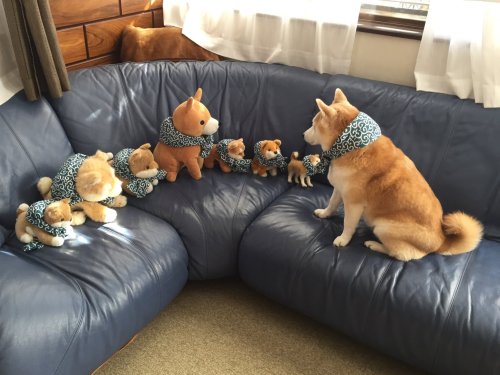 doggosource:v important meeting