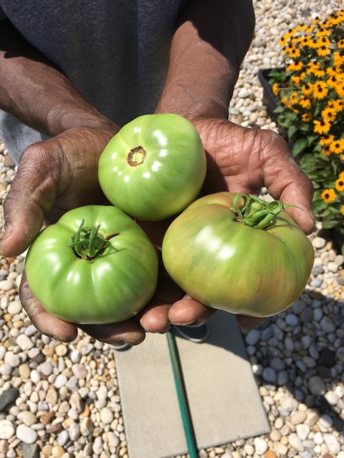 The sun finally came out.Tomatoes, strawberries, and eggplants all looking really good.