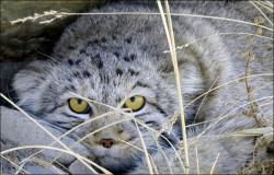 dendroica:  Pallas’s cats to get their