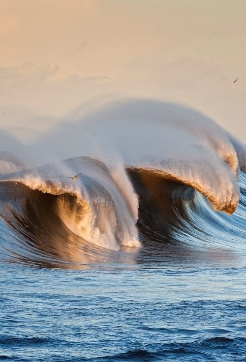 sirmattheww:  The perfect wave Click here for more amazing photos!