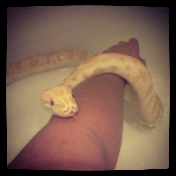 Rub a dub dub there&rsquo;s a Burmese in the tub&lt;3