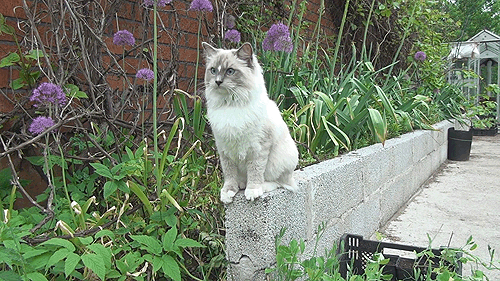 isriana:Some gifs of Nemo’s outdoor adventures :)