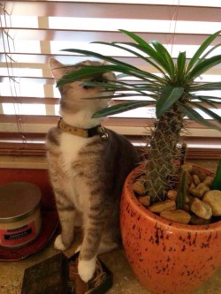 lumpyflameprincess:  The poor cat tried to eat a cactus 