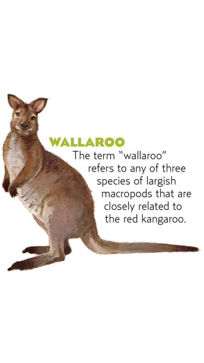 Some Marsupial Monday fun facts