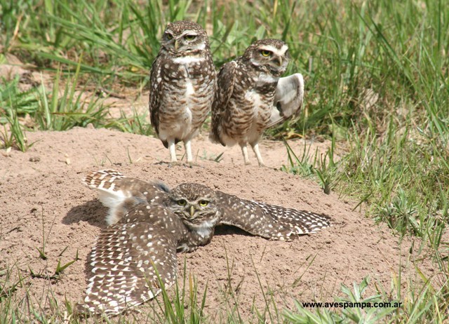 zookeeperproblems: ainawgsd: Owls Sunbathing “Bird Department, a visitor reported