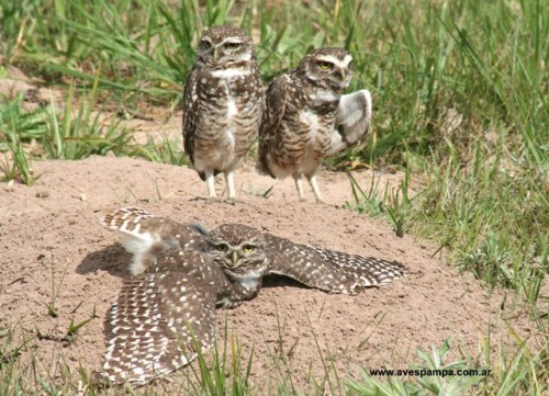 zookeeperproblems: ainawgsd: Owls Sunbathing “Bird Department, a visitor reported your bird is dead…” IT’S!!! SUNBATHING!!!!!!!! 