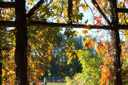Elizabeth Park.Hartford, ConnecticutOctober 11, 2015
