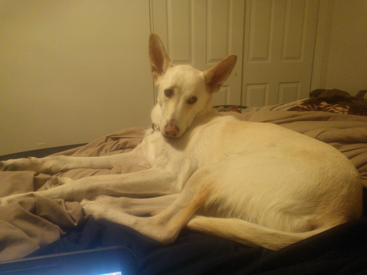 ileftmyheartinwesteros:  &ldquo;We’re not going to let her on the bed&rdquo;