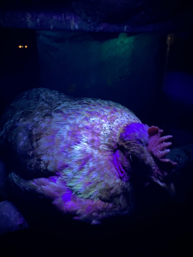 mishapeep:Yaaaaalllllll!!!CHICKENS ARE FLUORESCENT!! Look. I’m unnaturally excited about this. I learned that owls fluoresce so I had to know: Do chickens? Google wasn’t helpful. But I have all the things I need for this experiment. Please please