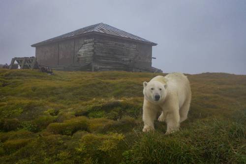 Polar bears take over abandoned weather station !Scientists left a Russian weather station in the Ar