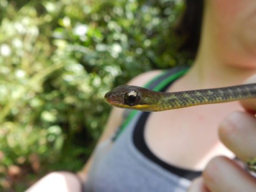 buggirl:Adorable Racer Snake we caught on the trail in the jungle.Maquipucuna, Ecuador.