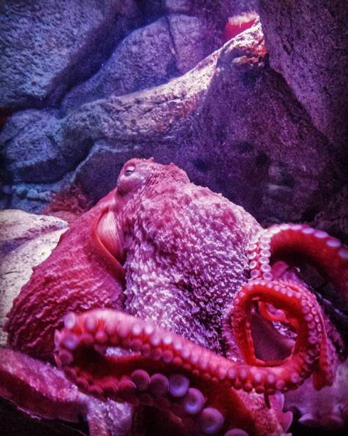 montereybayaquarium - This is perhaps the most top hat and...