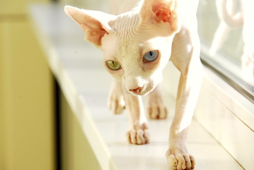 photogenicfelines:  (alina.lvsib)