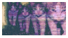 kitty vhs