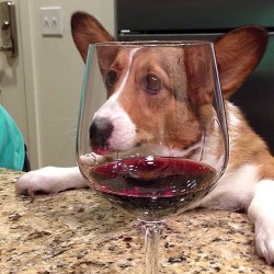 ventusthecorgi:  Derp ‘n wine 🐶🍷