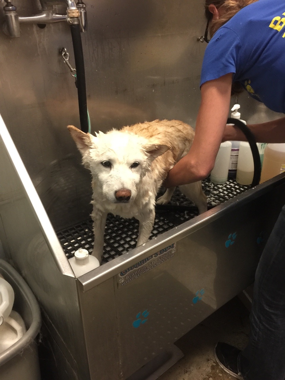 kokomoanddubya:  Spa day for Kokomo. He is not happy about it but he puts up with