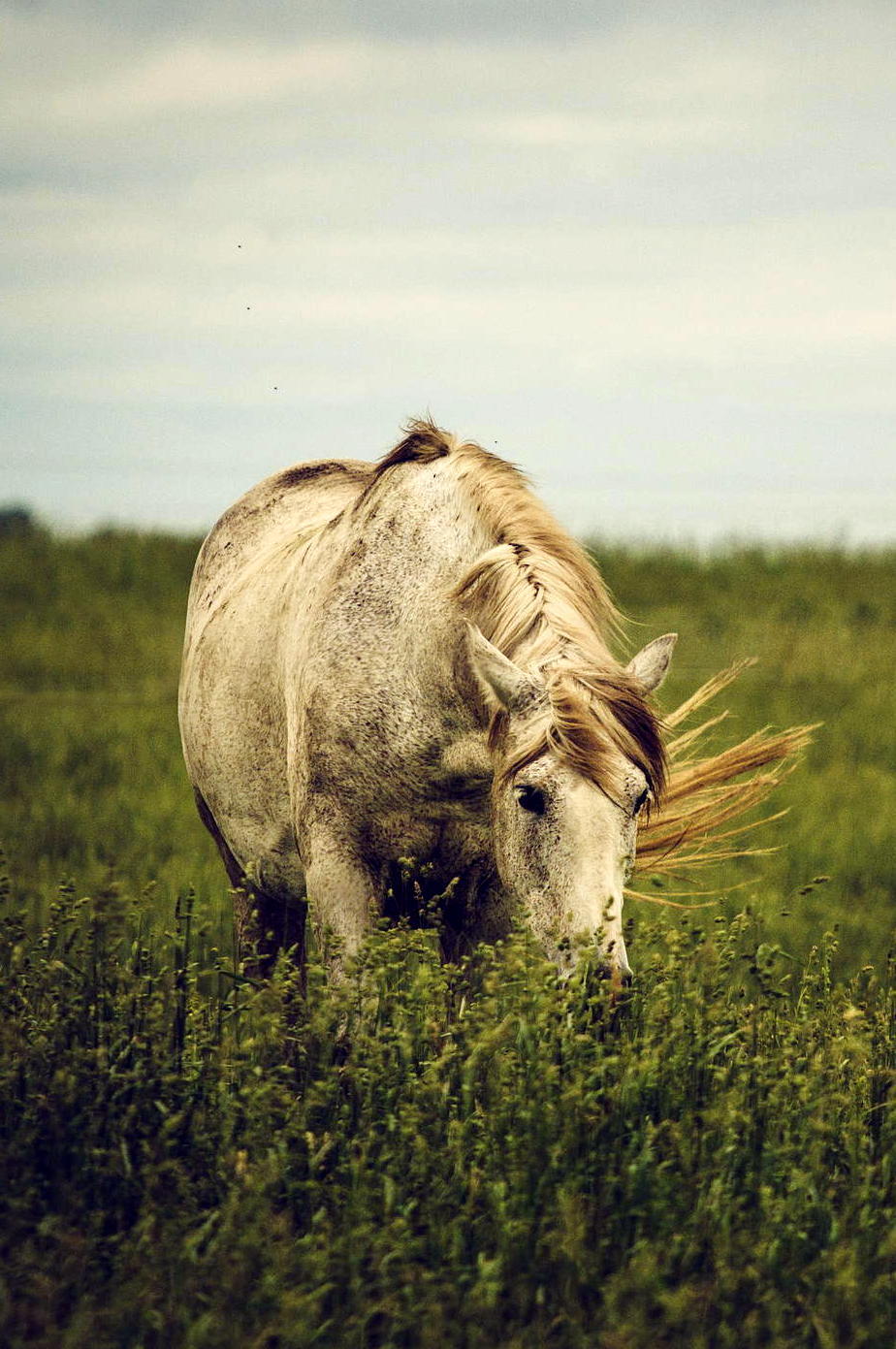  country horse / by Troy Marcy (source) 