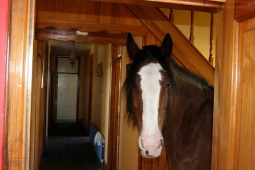 Yes, this is real. It’s a photograph of what I can only describe as a domestic horse.