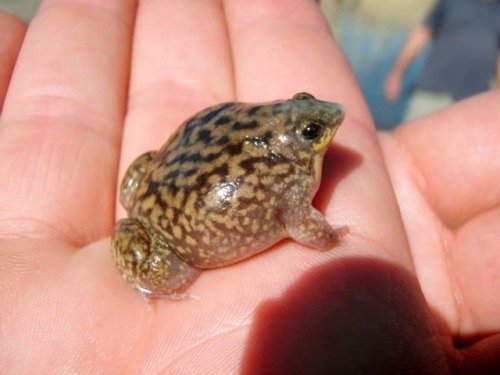 The marbled snout-burrower frog [Hemisus marmoratus] is a tiny member of the family Hemisotidae, encompassing the “shovelnose frogs”, so named for their behavior of digging burrows head-first instead of with their hind legs. These frogs are...