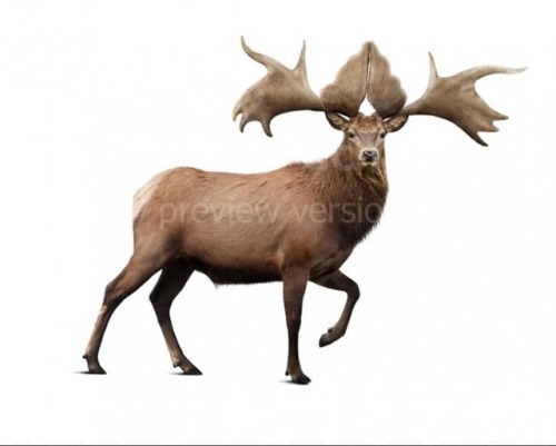 theoldbone:Everyone talks about Megaloceros giganteus, but look at this lovely. M. pachyosteus