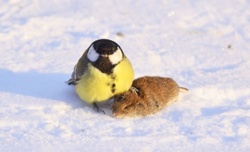 socialjusticeace:darrenpillowscriss:celtic-pyro: parakeet: so it turns out great tits can and do kill and eat both other birds and small mice when food is scarce, particularly during winter, and i just cannot get over this picture. it looks like the kind
