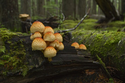 haleycrozier:   Pholiota squarrosoides Haley