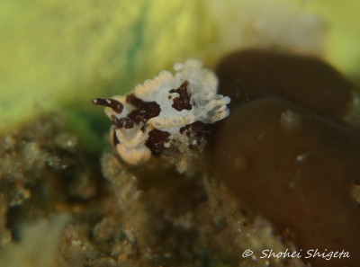 Goniodoris aspersa by shohei_shigeta.