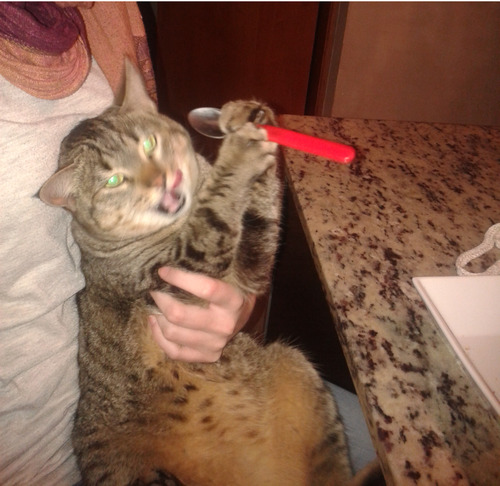 skindeap:  gordoananke:  midnightthunders:  So… I was giving some jelly to my cat