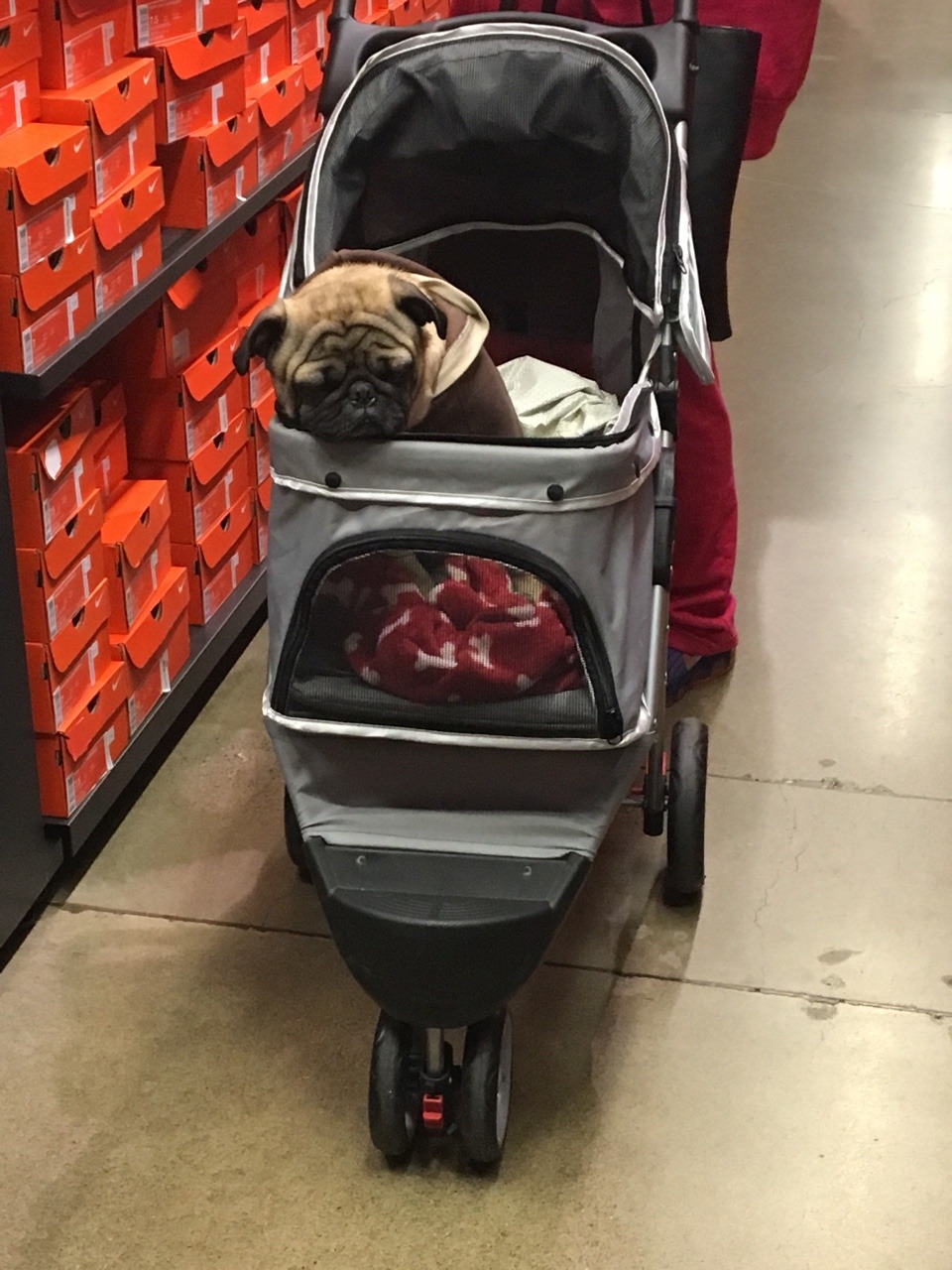 Alex Alex Alex! I saw this puggo in a sweater in a stiller at the Nike store!!!!This