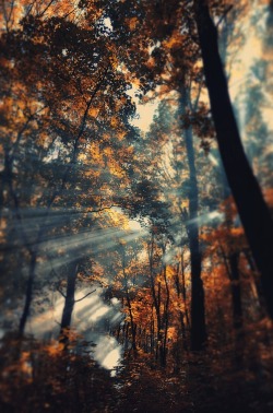 bluepueblo:  Autumn Sun Rays, Ukraine photo