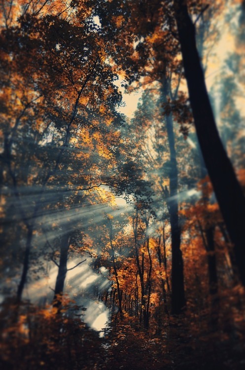 bluepueblo:  Autumn Sun Rays, Ukraine photo via angie 