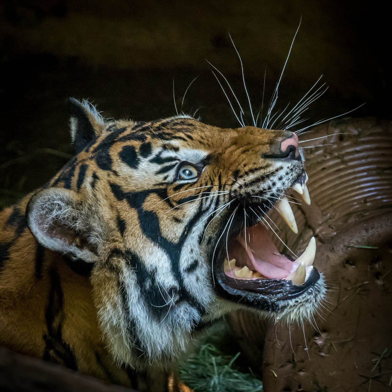 sdzoo:  Malayan Tiger “Cinta” (Panthera tigris jacksoni) at the San Diego Zoo.