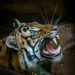 sdzoo:  Malayan Tiger “Cinta” (Panthera tigris jacksoni) at the San Diego Zoo. Photo by Craig Chaddock