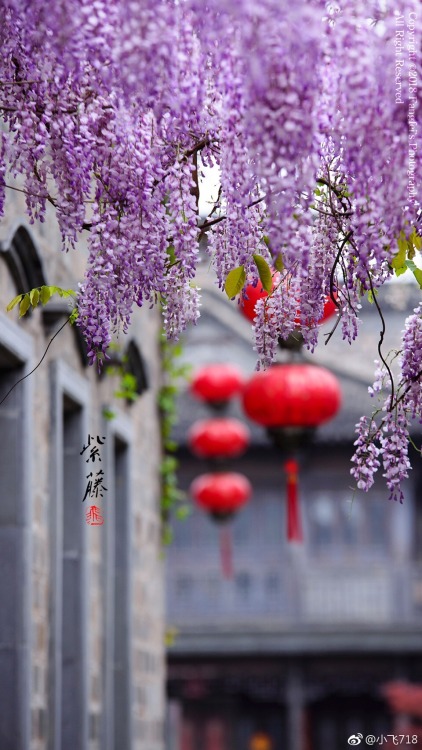 fuckyeahchinesegarden:wisteria blossom in chinese alley by 小飞718